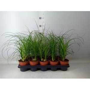 Nolina recurvata   ...