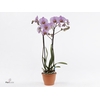 Phalaenopsis  'Formation'