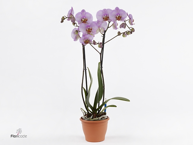Phalaenopsis  'Formation'