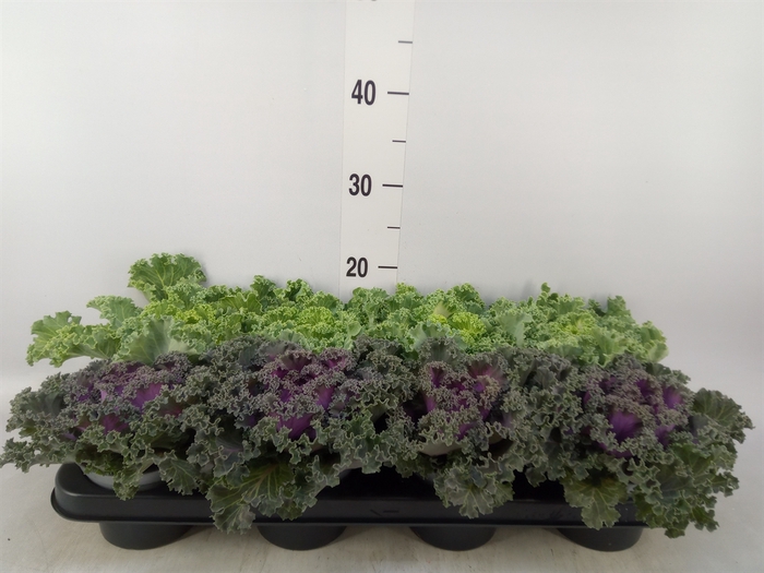 <h4>Brassica oler.  ...curled</h4>