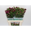 Ranunculus Magical Raspberry