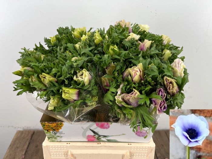 <h4>ANEM CO RB LILAC</h4>