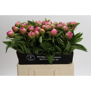 Paeonia Early Flamingo
