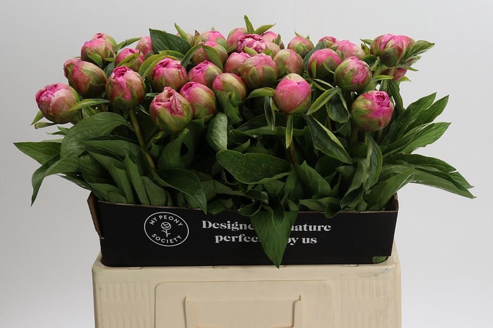 <h4>Paeonia Early Flamingo</h4>