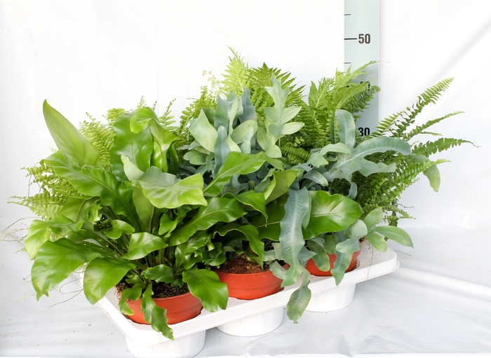 Fern 17 cm Mix Indoor