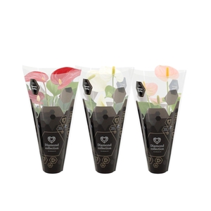 Anthurium 7 cm 3 color mix in Diamond sleeve