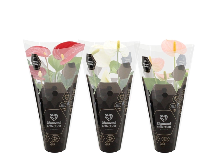 <h4>Anthurium 7 cm 3 color mix in Diamond sleeve</h4>