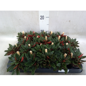 Peperomia caperata 'Rosso'