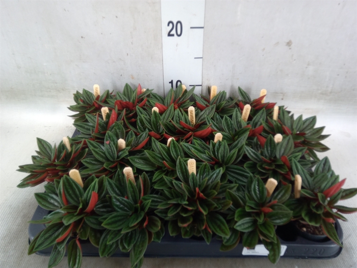 <h4>Peperomia caperata 'Rosso'</h4>