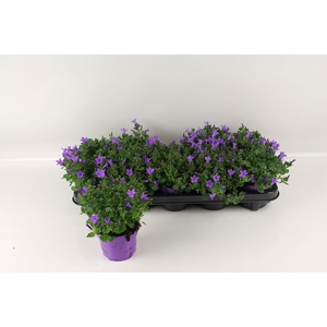 CAMP PORTENSCHLAGIAN