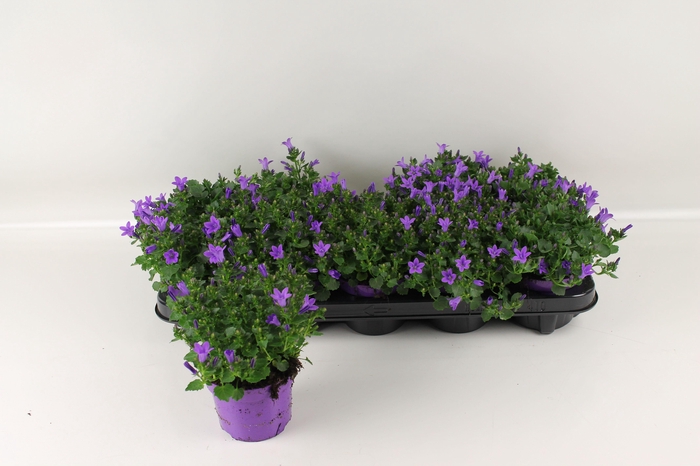 <h4>CAMP PORTENSCHLAGIAN</h4>