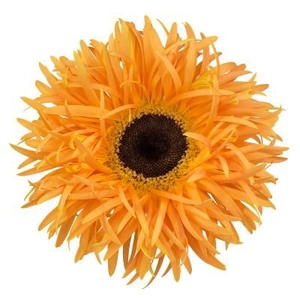 Gerbera Spider Bambu Doos