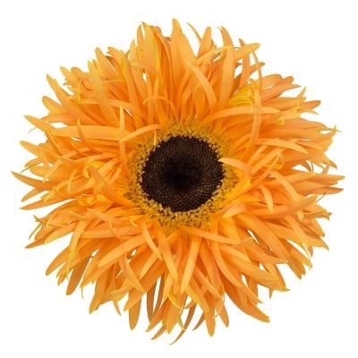 <h4>Gerbera Spider Bambu Diamond</h4>