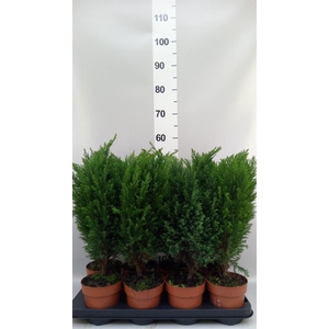 Chamaecyparis laws. 'Ellwoodii'