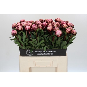 Paeonia The Fawn