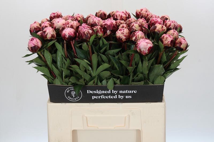 <h4>Paeonia The Fawn</h4>
