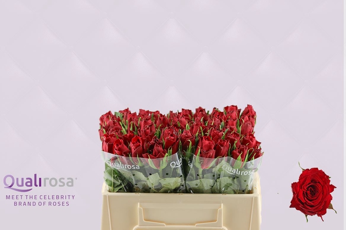 <h4>R Gr Madam Red</h4>