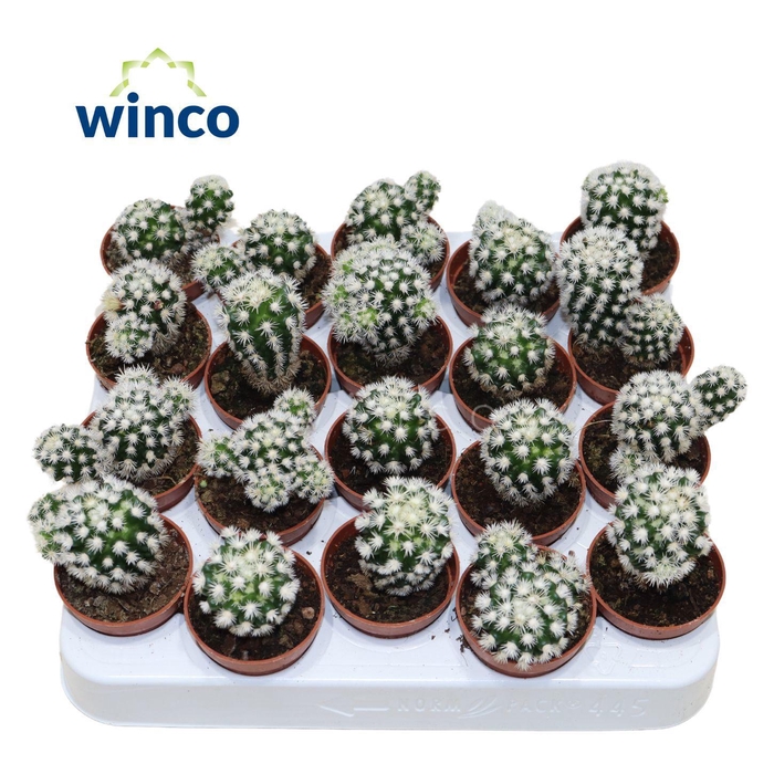 <h4>Mammillaria Gracilis (Snowcap)</h4>