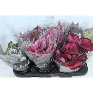 BEGONIA BELEAF P15 PO