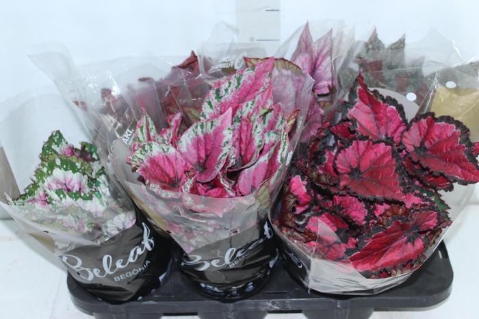 <h4>BEGONIA BELEAF P15 PO</h4>