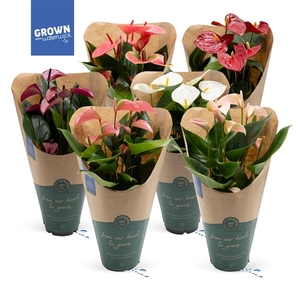 Anthurium - KARMA Various Mix | 12cm | ECO/KRAFT SLEEVE