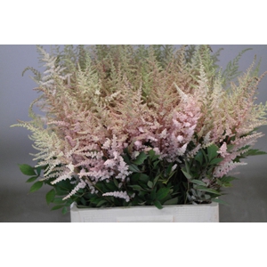 Astilbe Erika