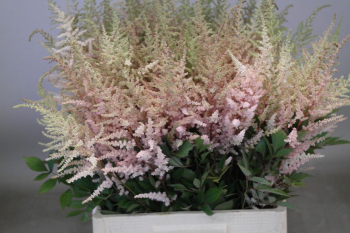 <h4>Astilbe Erika</h4>