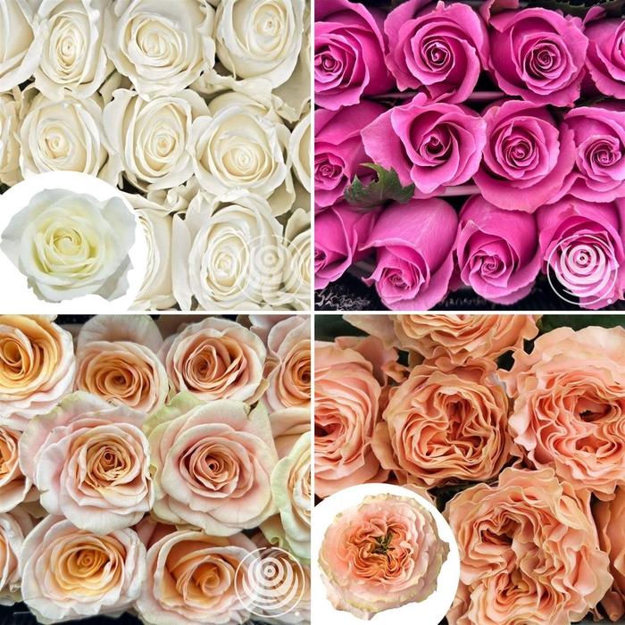 <h4>R Eq Mix Box Bumblebee,country Bl,scented E,vendel</h4>