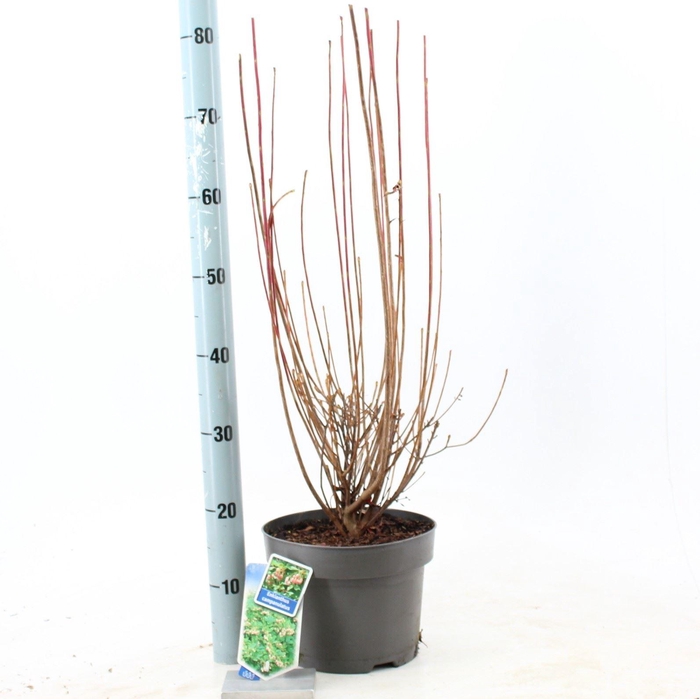 <h4>Enkianthus campanulatus</h4>