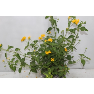 LANTANA C21 AMARELO