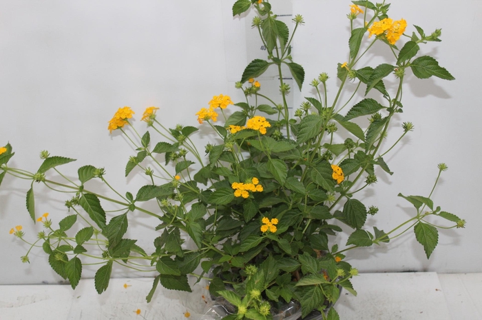 LANTANA C21 AMARELO