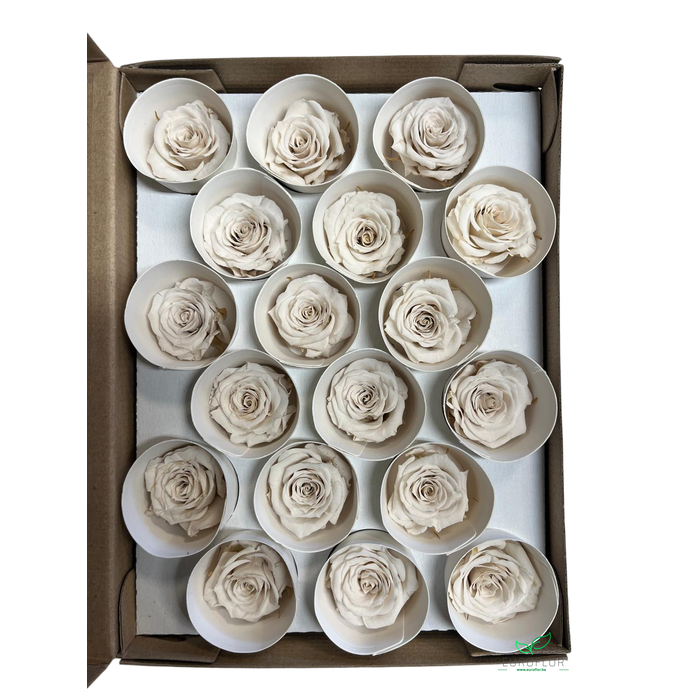 <h4>PRESERVED ROSES XS WHI-04</h4>
