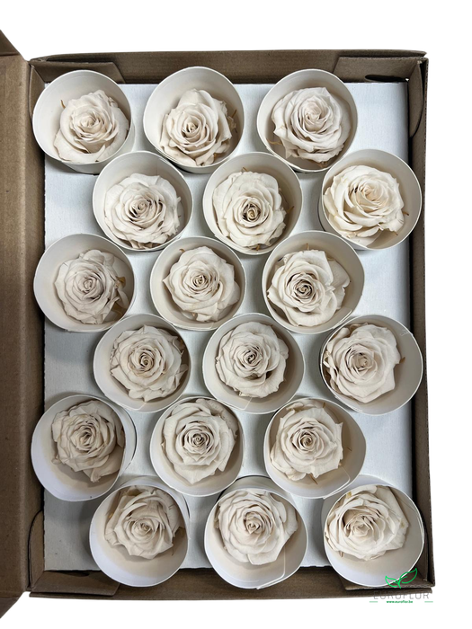 PRESERVED ROSES XS WHI-04