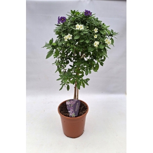 Solanum rantonnetii Carnaval P24