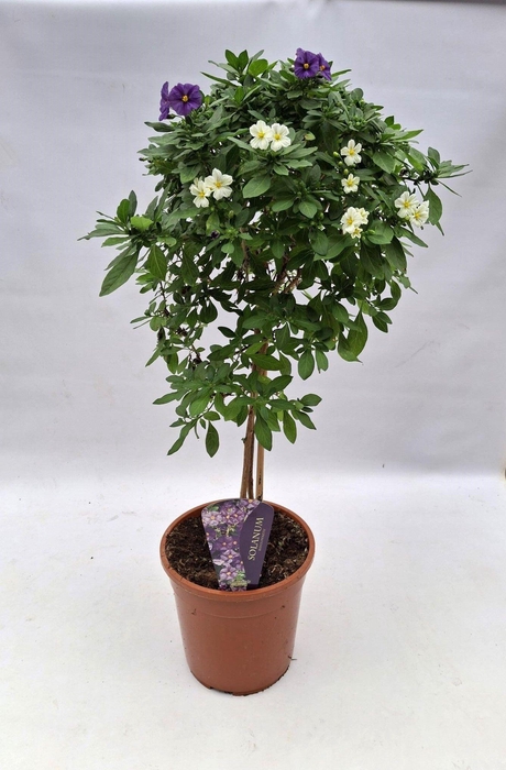 <h4>Solanum rantonnetii Carnaval P24</h4>