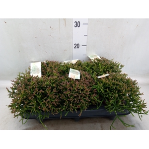 Rhipsalis burchellii