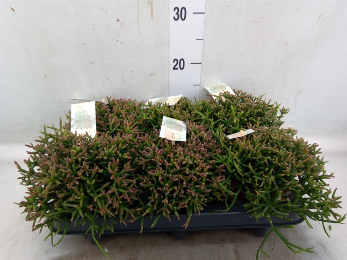 <h4>Rhipsalis burchellii</h4>