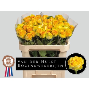 R Gr Lemon Finess A2