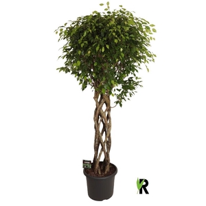 Ficus Be Exotica stam gevlochten