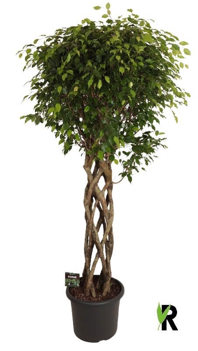 <h4>Ficus Be Exotica stam gevlochten</h4>