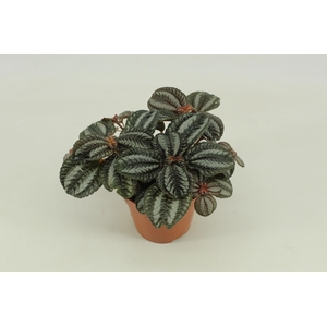 Pilea Norfolk, 12cm