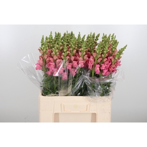 Antirrhinum Po Pink