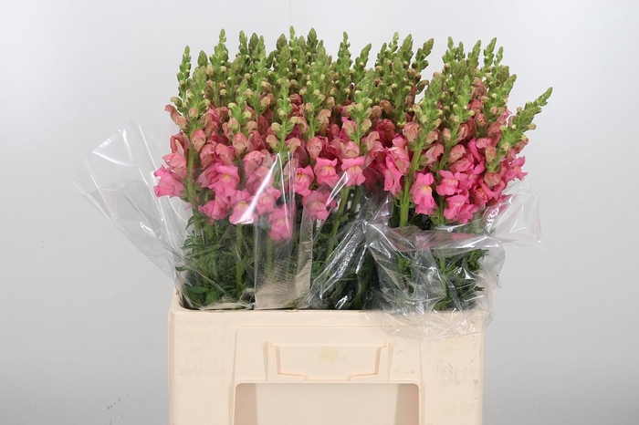 <h4>Antirrhinum Po Pink</h4>