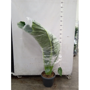 Alocasia  'Portodora'
