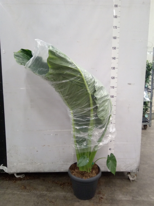 <h4>Alocasia  'Portodora'</h4>