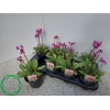 Dodecatheon meadia