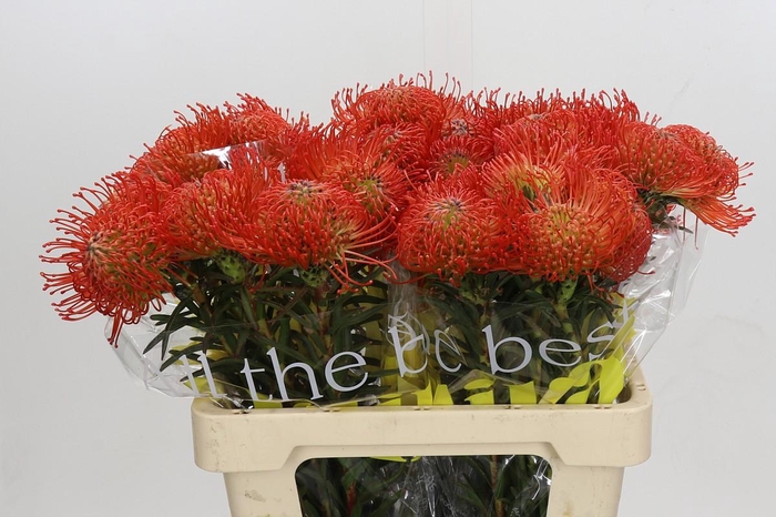 <h4>Nutans Succession</h4>