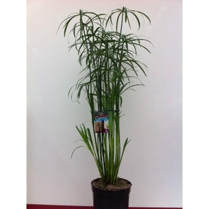 Cyperus glabor