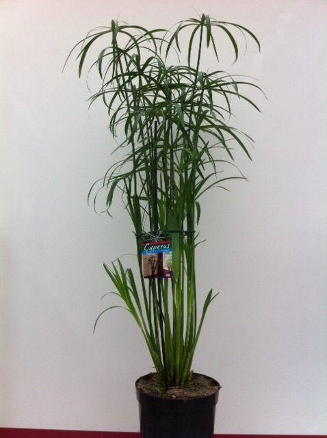 <h4>Cyperus glabor</h4>