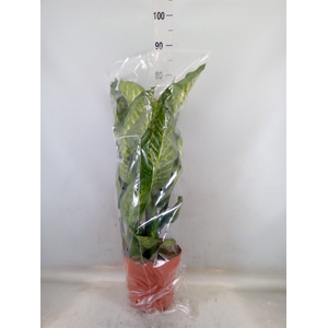 Dieffenbachia seg. 'Maroba'
